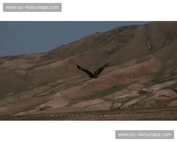 巅峰之上的寂寞与旷野之中的共振：当苍鹰遇见孤狼